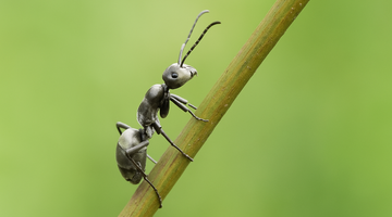 BUGS & INSECTS